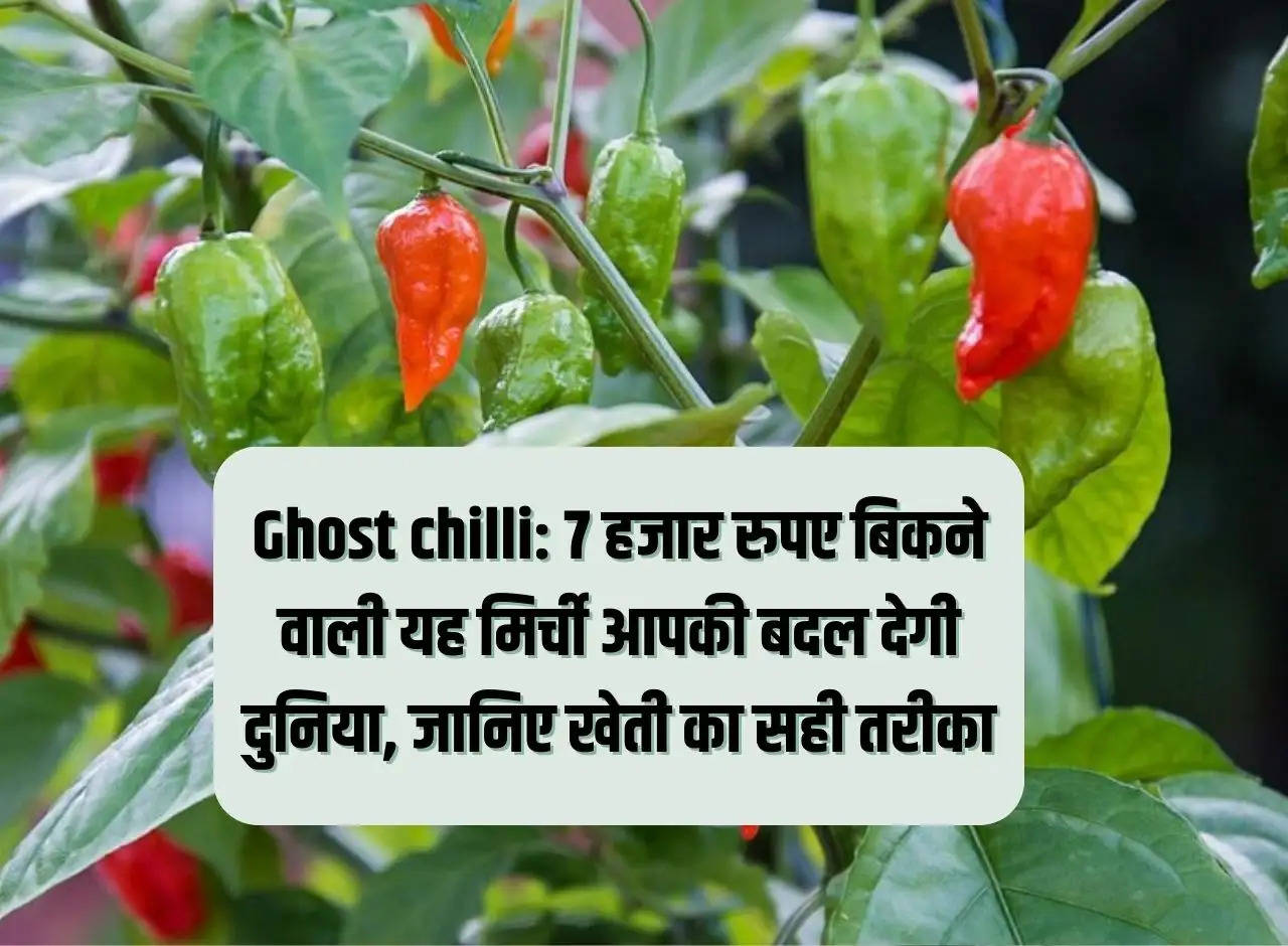 Ghost chilli: This chilli sold for Rs 7,000 will change your world, know the right way of farming