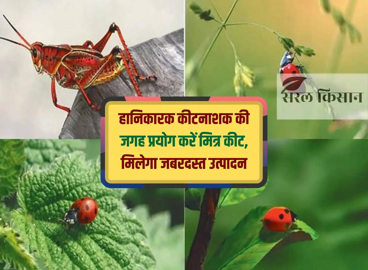 Use friendly insects instead of harmful pesticides, you will get tremendous production.