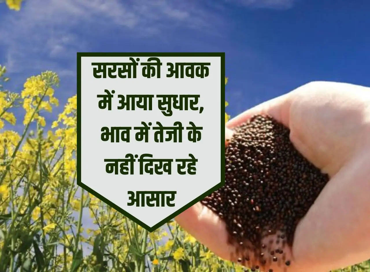 There is improvement in the arrival of mustard, there is no sign of increase in the price