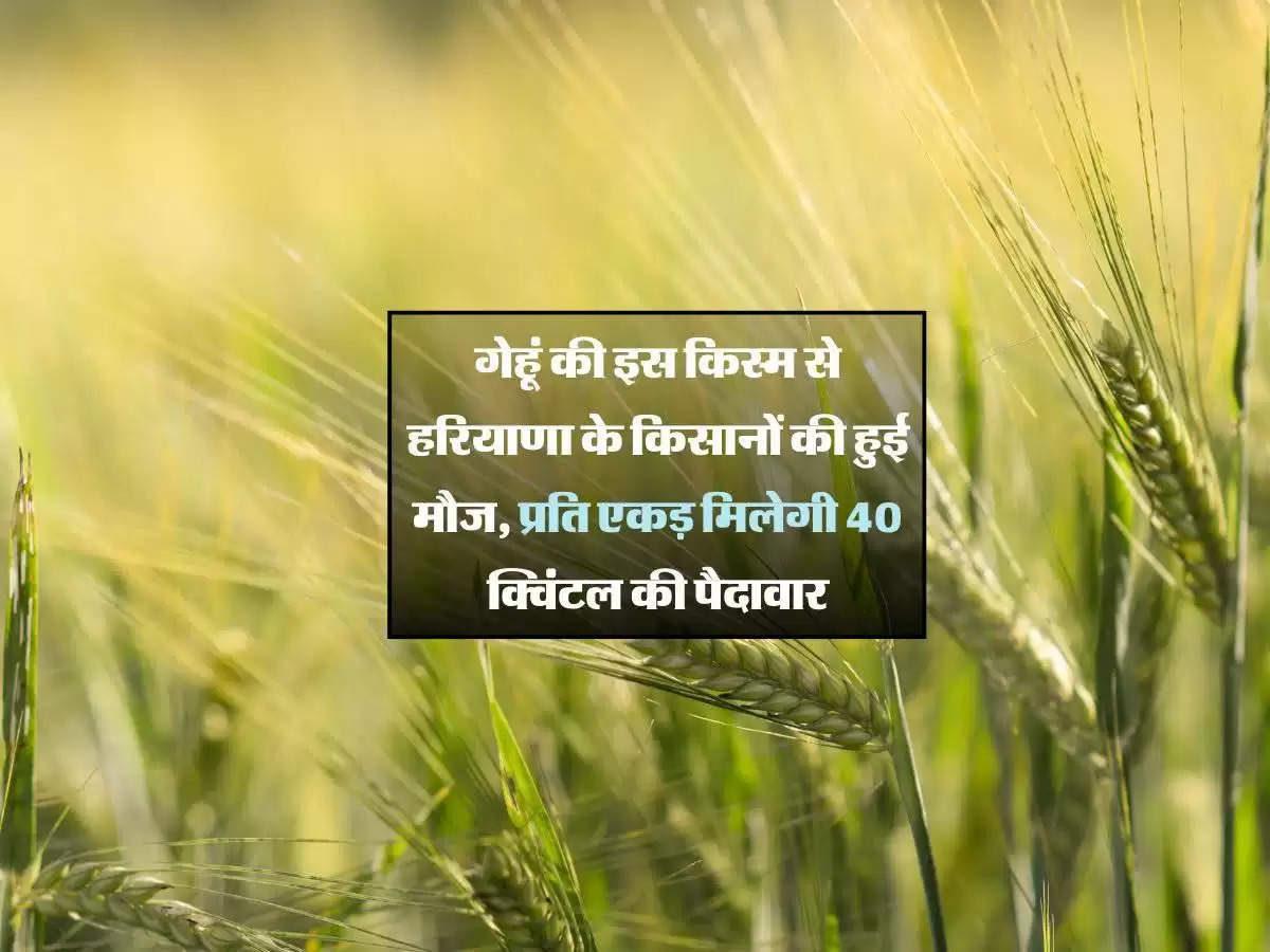 Haryana Farmers News: गेहूं की इस किस्म से हरियाणा के किसानों की हुई मौज, प्रति एकड़ मिलेगी 40 क्विंटल की पैदावार