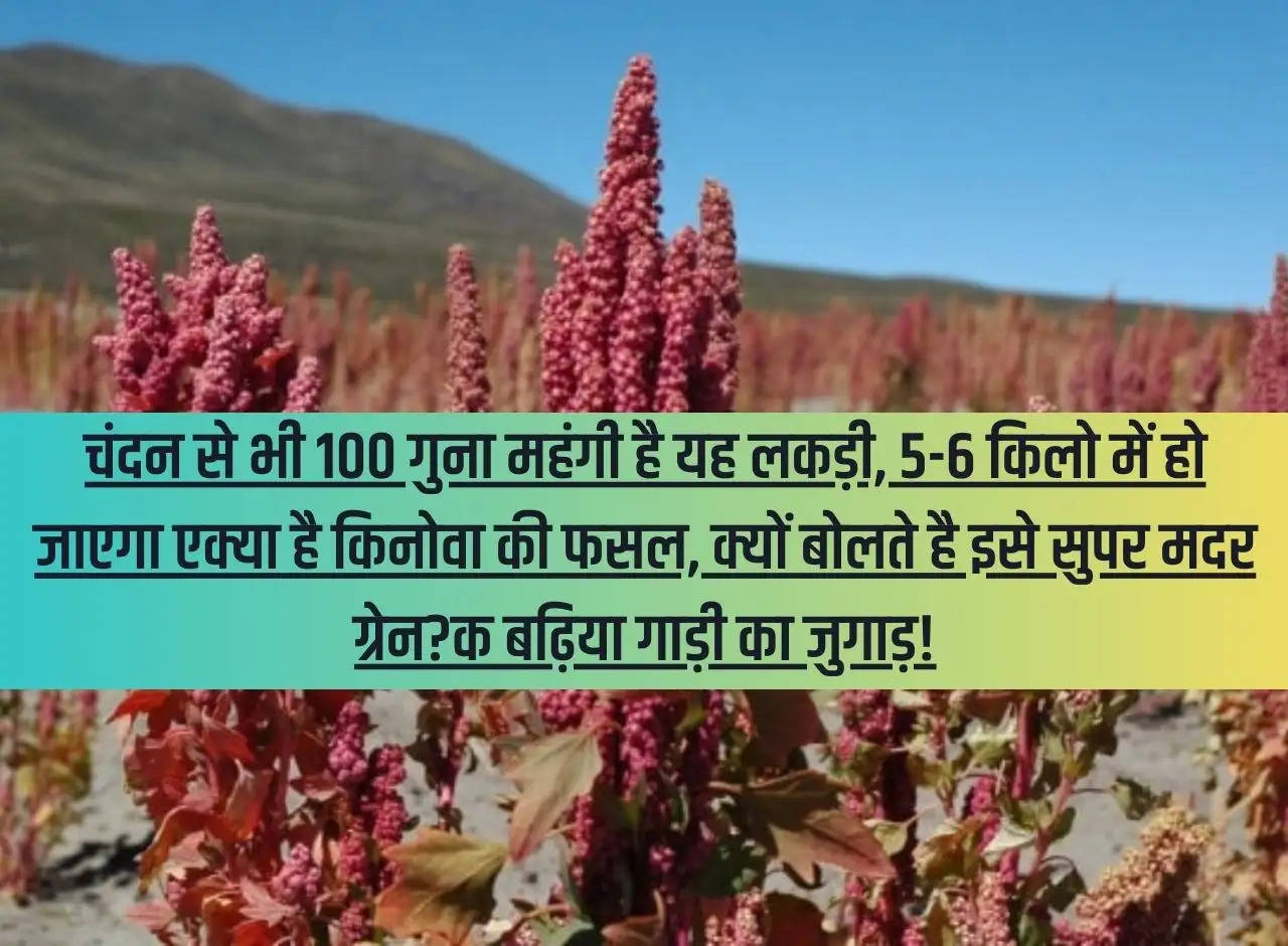 What is Quinoa crop, why is it called super mother grain?