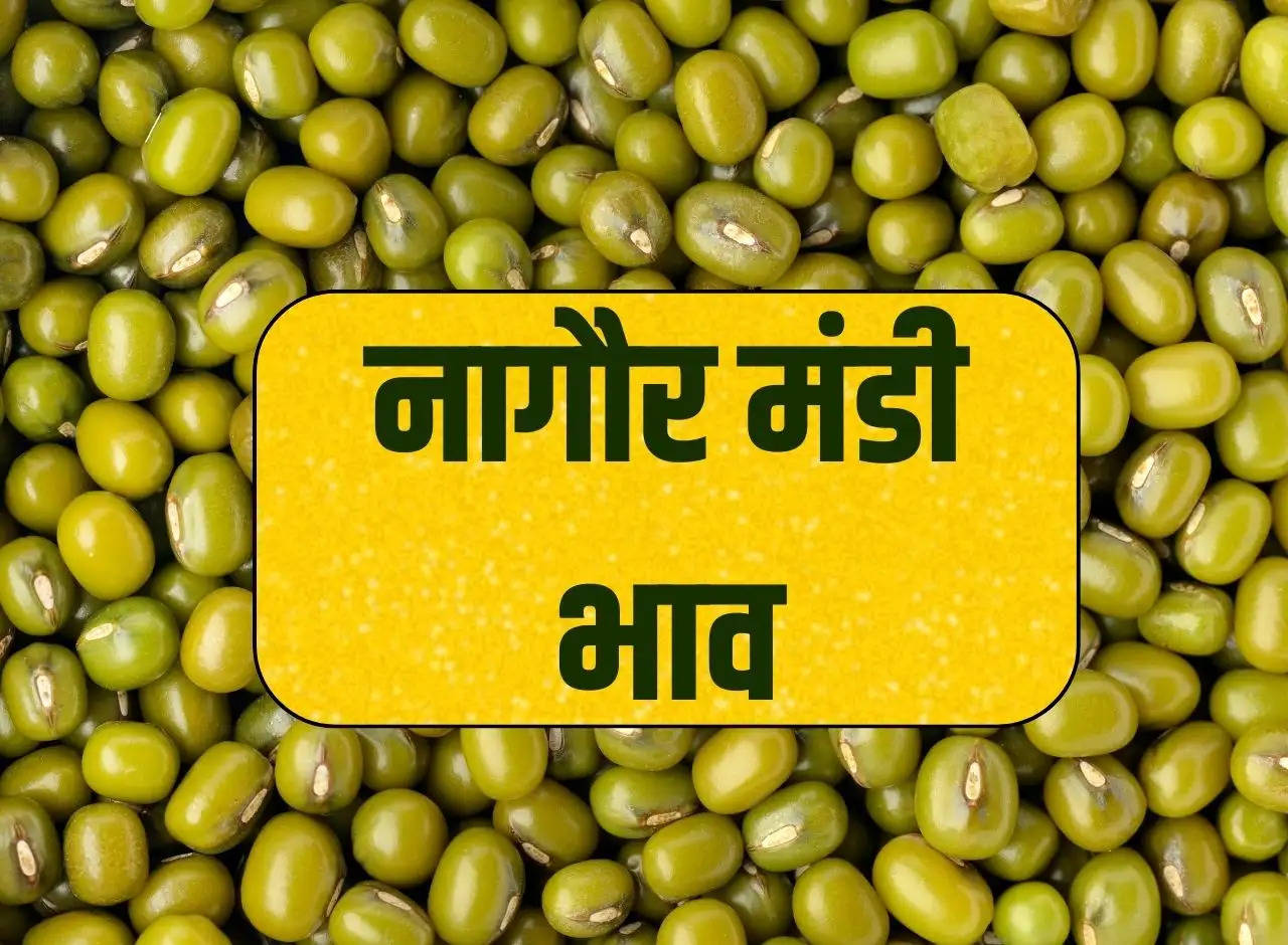 Nagaur Mandi Price 22 December 2023: Guar, Moong, Cumin, Isabgol, Jowar, Mustard, Sesame Fenugreek