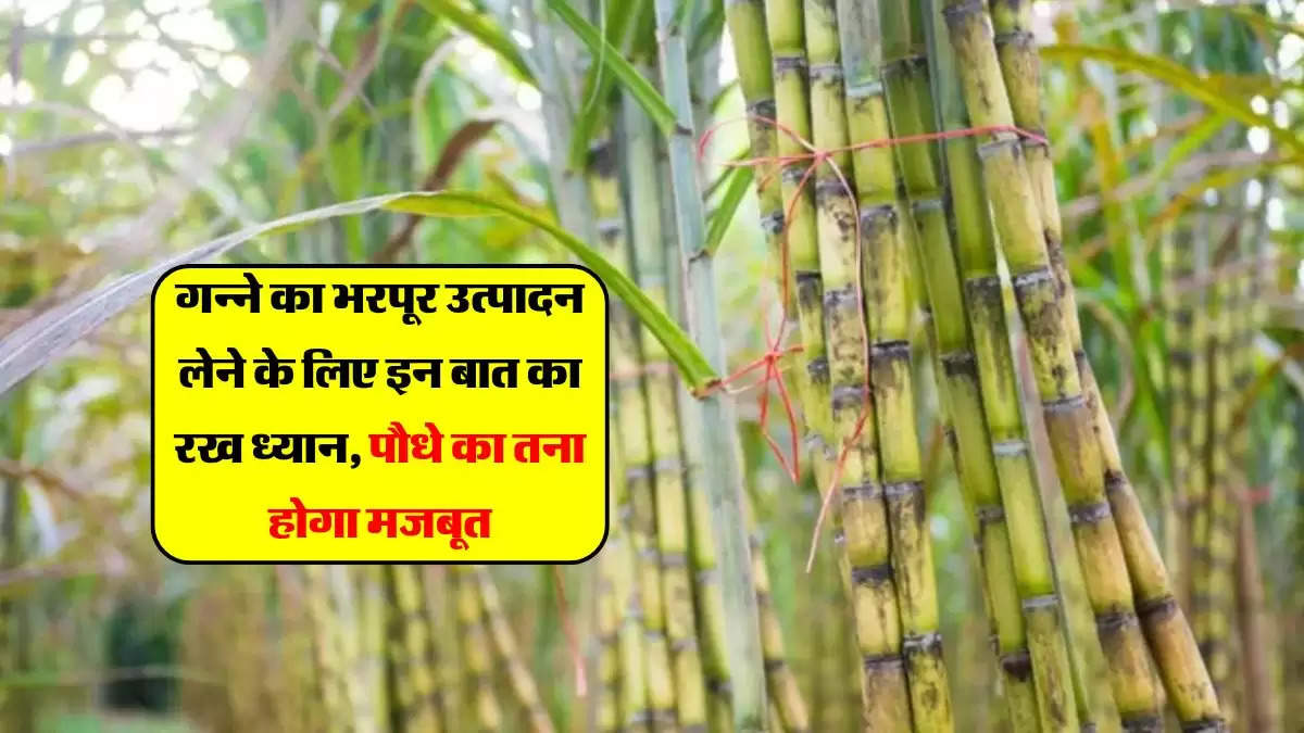 गन्ने का भरपूर उत्पादन लेने के लिए इन बात का रख ध्यान, पौधे का तना होगा मजबूत