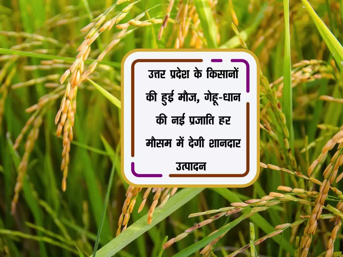 उत्तर प्रदेश के किसानों की हुई मौज, गेहू-धान की नई प्रजाति हर मौसम में देगी शानदार उत्पादन 