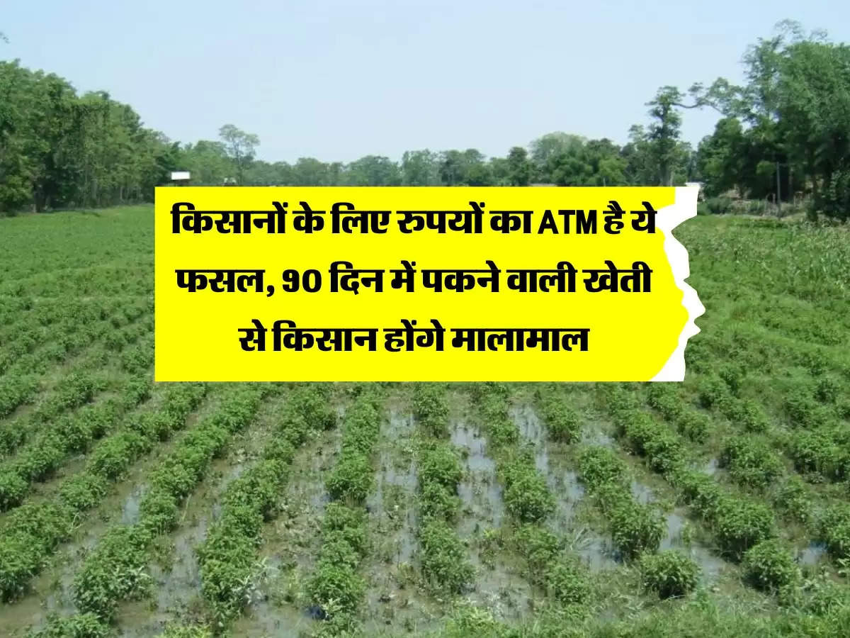 किसानों के लिए रुपयों का ATM है ये फसल, 90 दिन में पकने वाली खेती से किसान होंगे मालामाल