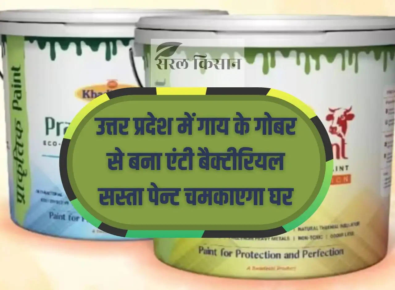 Cheap anti-bacterial paint made from cow dung will brighten houses in Uttar Pradesh