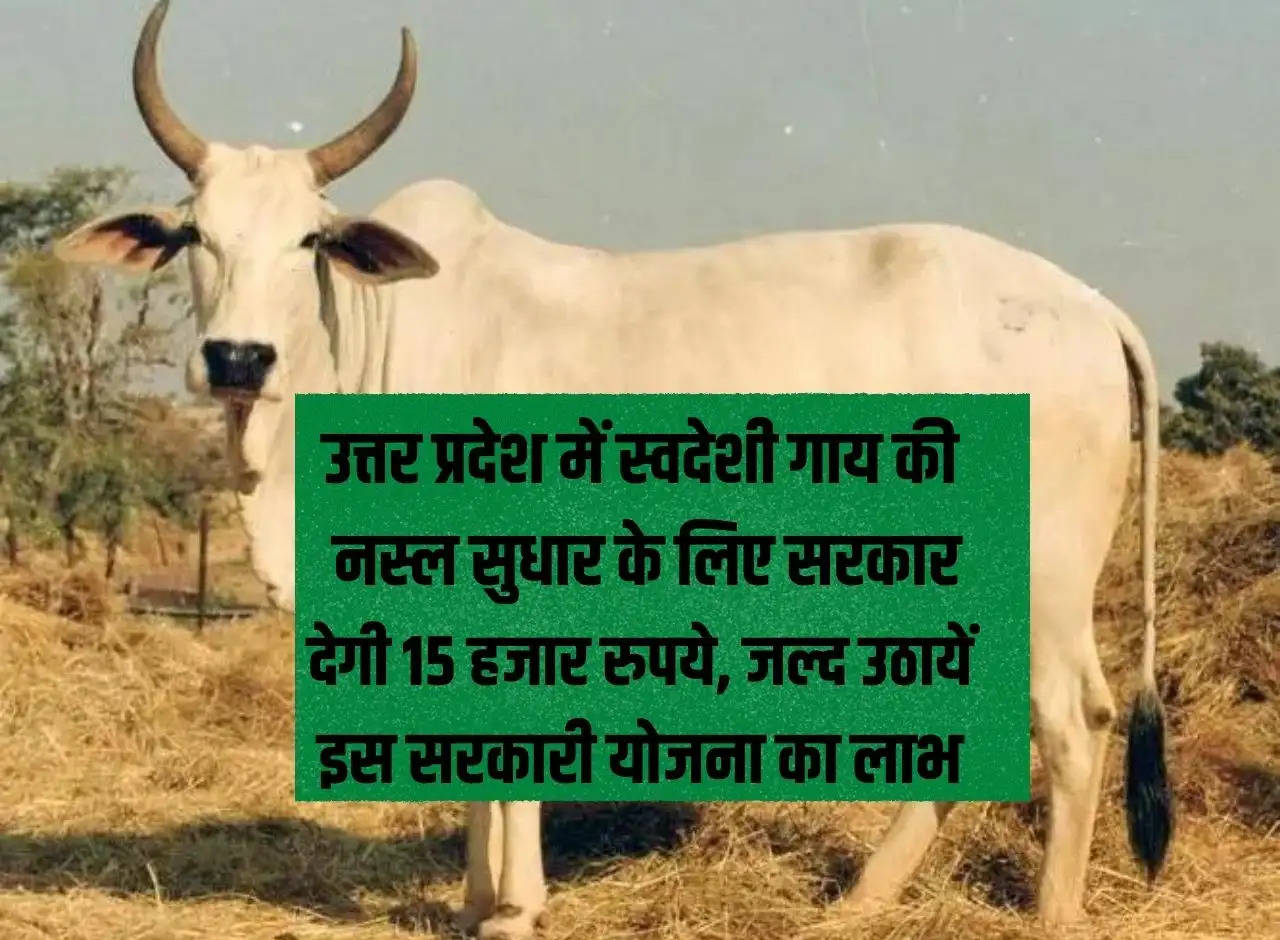 Government will give 15 thousand rupees for improving the breed of indigenous cow in Uttar Pradesh, take advantage of this government scheme soon