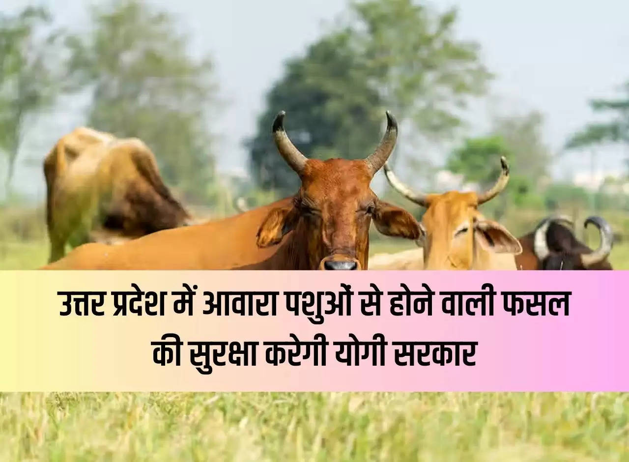 Yogi government will protect crops from stray animals in Uttar Pradesh