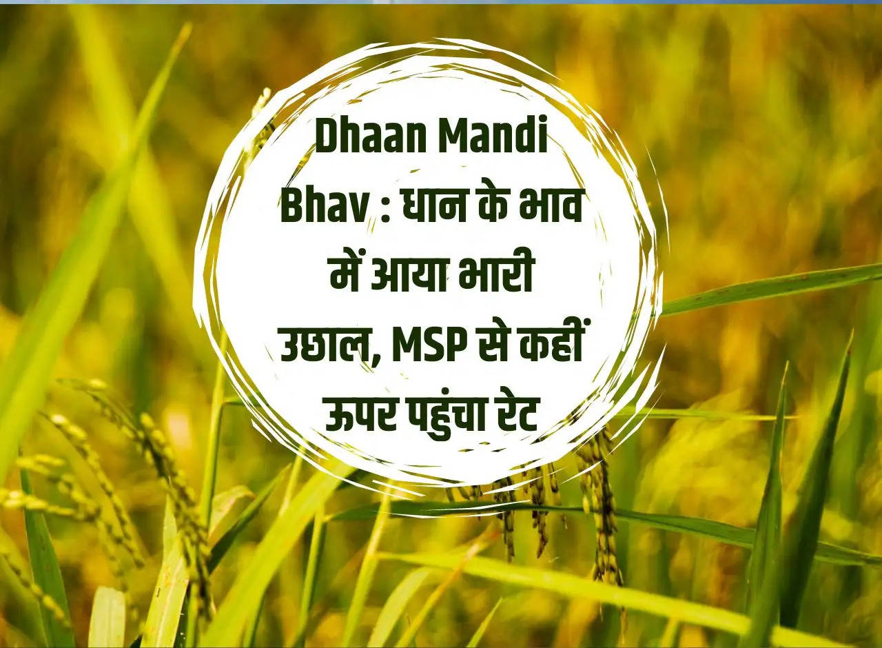 Dhaan Mandi Bhav: There was a huge jump in the price of paddy, the rate reached much above the MSP.