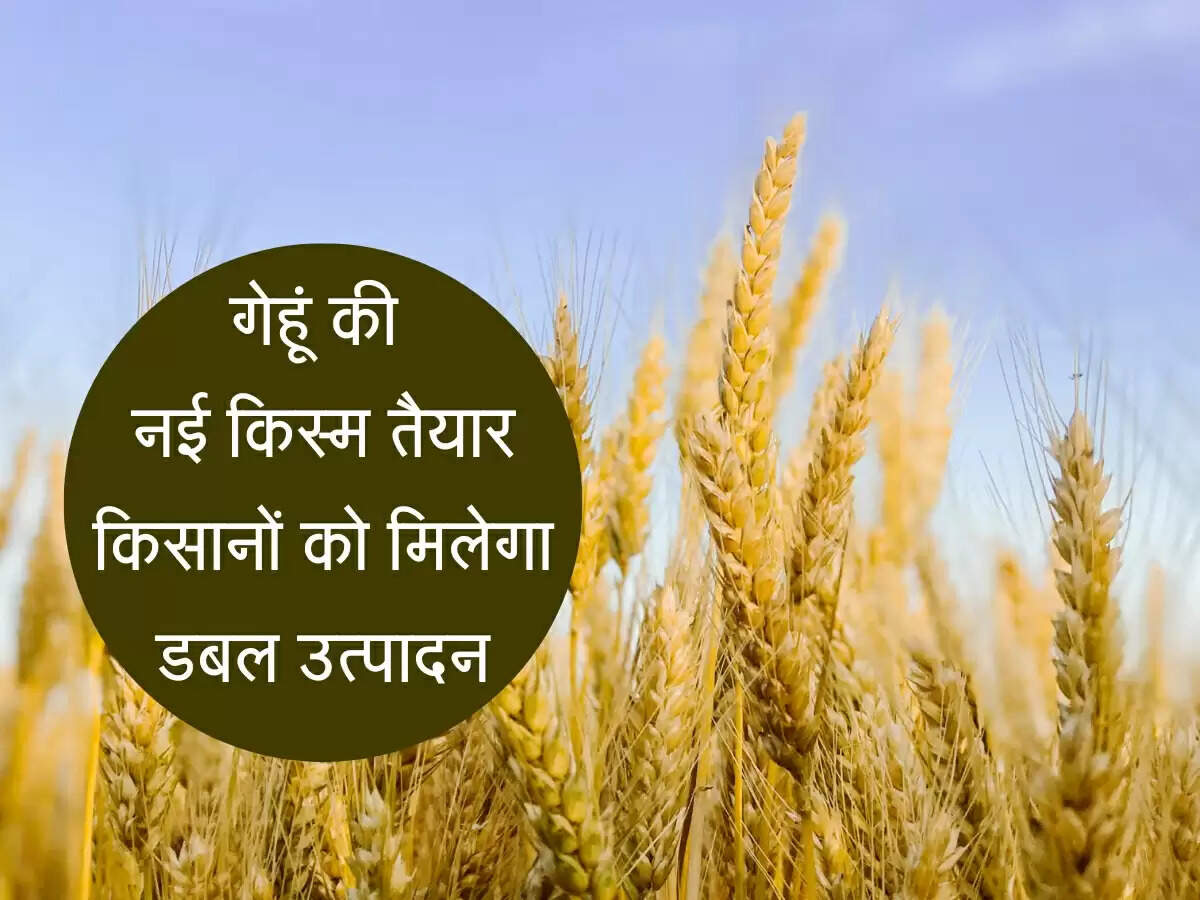 Wheat: गेहूं की नई किस्म तैयार, किसानों को देगी प्रति हेक्टेयर 15-20 किवंटल का ज्यादा उत्पादन