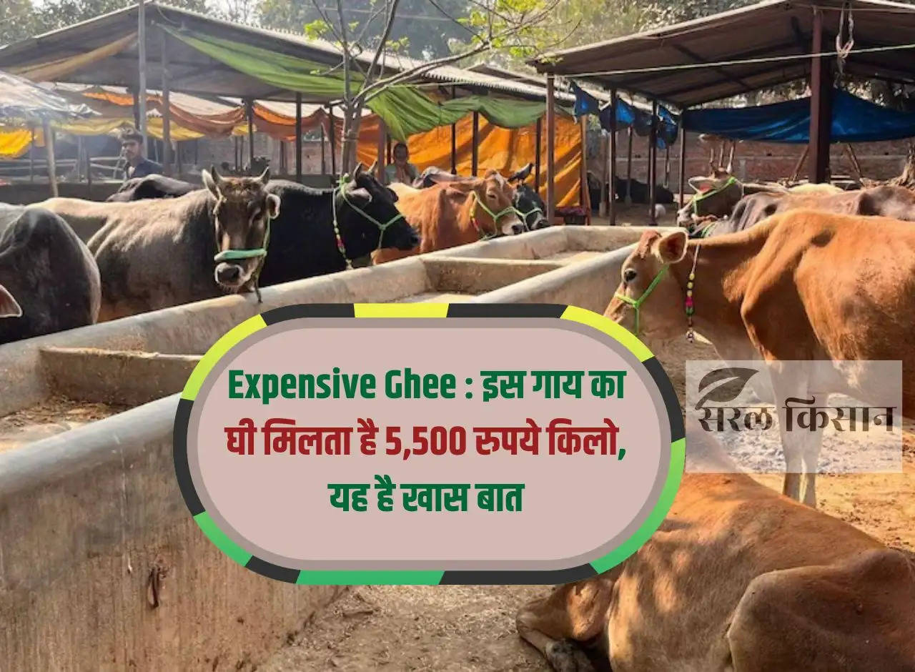 Expensive Ghee: The ghee of this cow is available for Rs 5,500 per kg, this is the special thing.