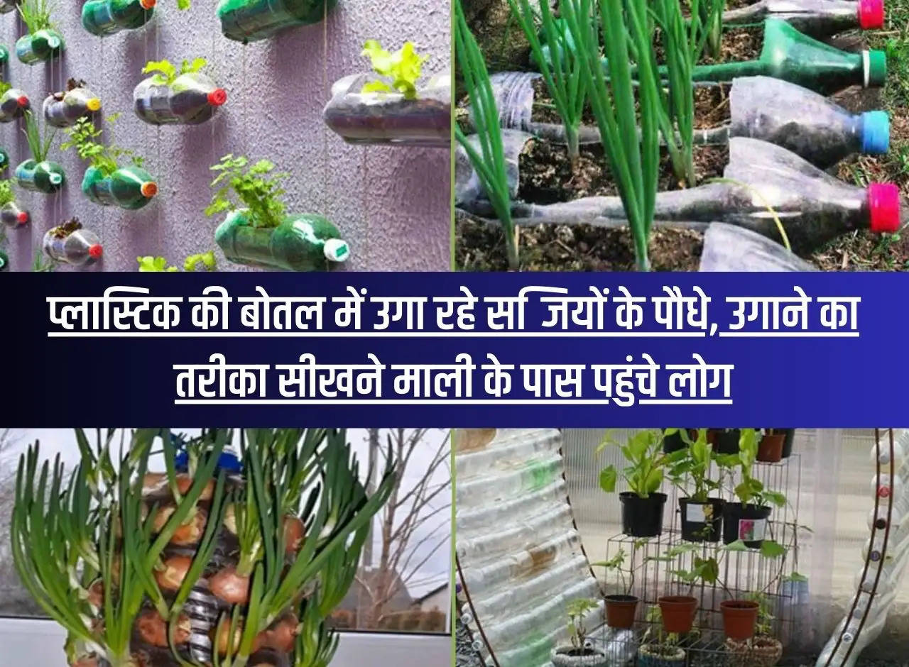 Vegetable plants are being grown in plastic bottles, people came to the gardener to learn how to grow them.