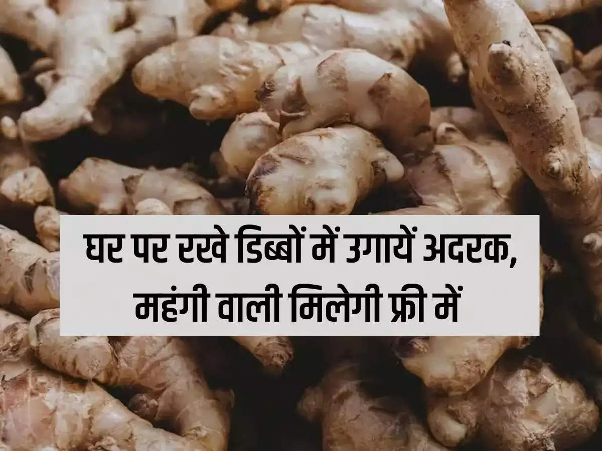 Grow ginger in containers at home, the expensive ones will be available for free