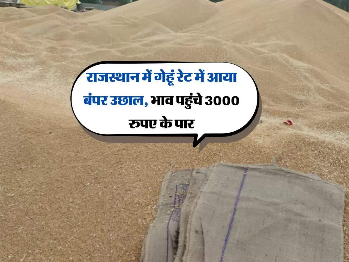 Wheat Bhav: राजस्थान में गेहूं रेट में आया बंपर उछाल, भाव पहुंचे 3000 रुपए के पार