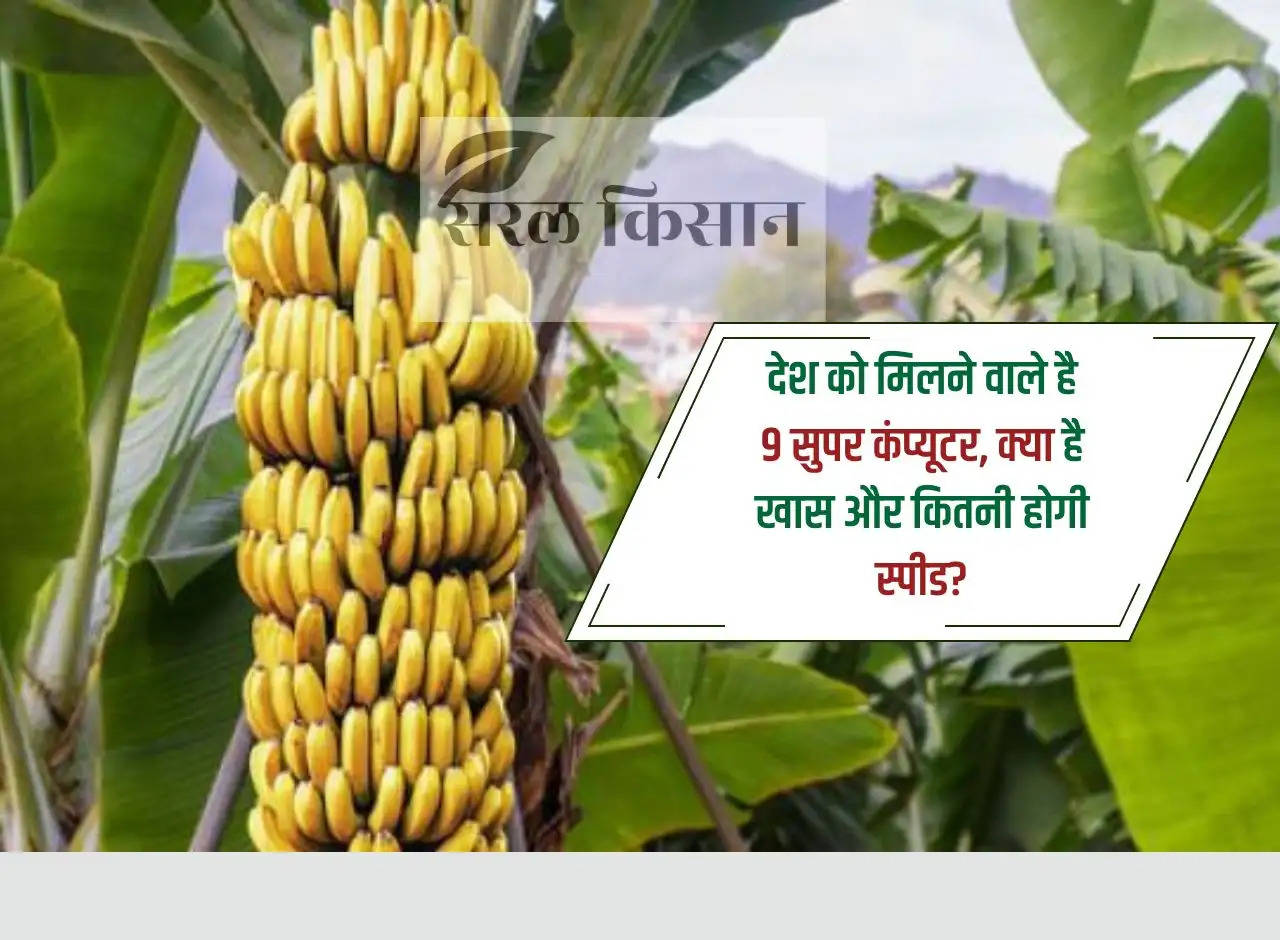 This district of Bihar is going to plant banana and katar in organic form for the first time