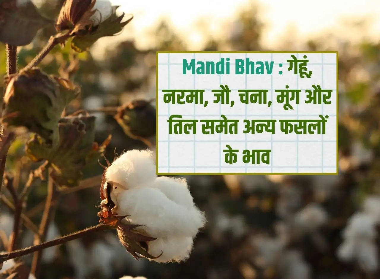 Mandi Bhav : गेहूं, नरमा, जौ, चना, मूंग और तिल समेत अन्य फसलों के भाव