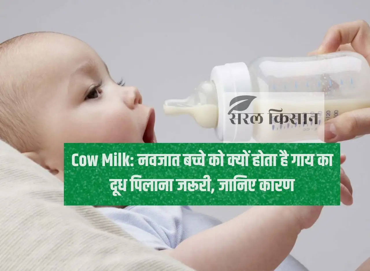 Cow Milk: Why is it necessary to feed cow's milk to a newborn baby, know the reason