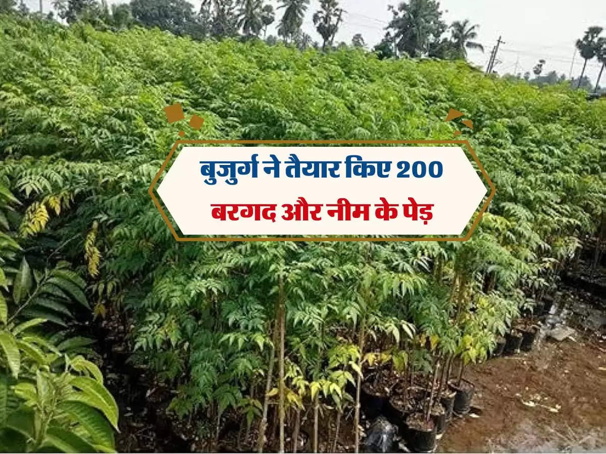 Rajasthan: बुजुर्ग ने तैयार किए 200 बरगद और नीम के पेड़