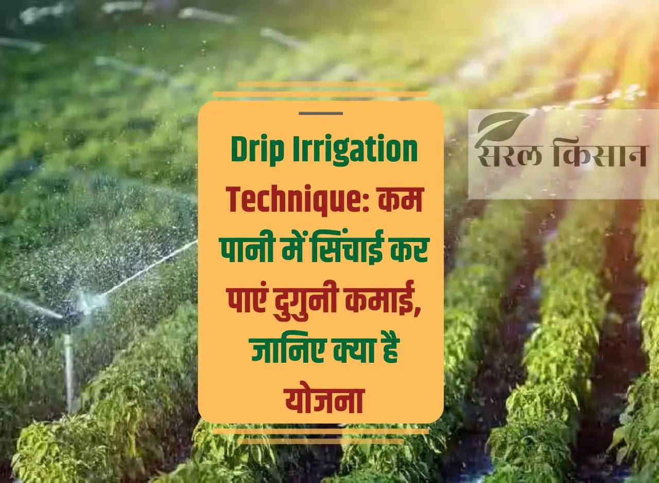 Drip Irrigation Technique: Irrigation can earn double with less water, know what is the plan