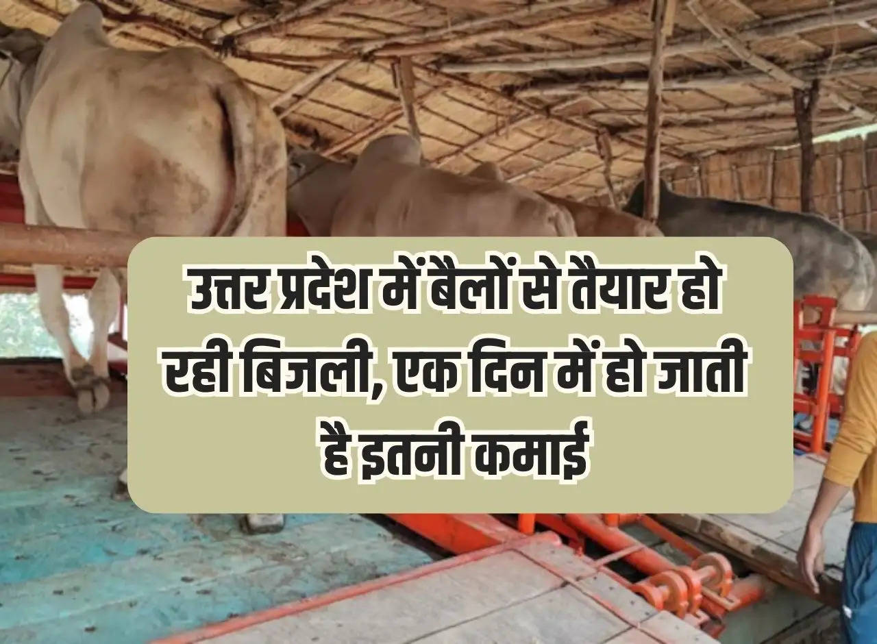 Electricity is being generated from oxen in Uttar Pradesh, this much income is earned in a day