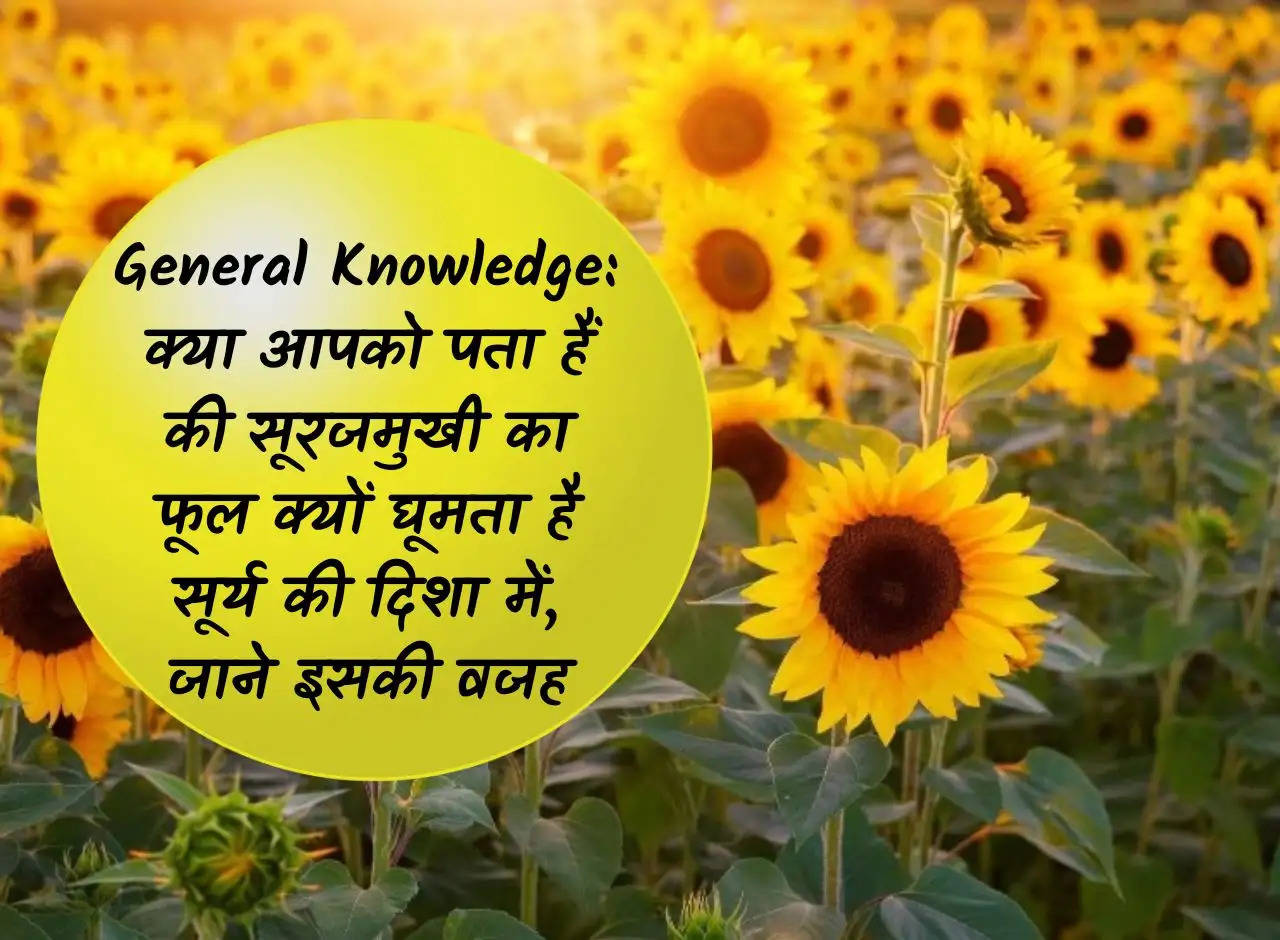 General Knowledge: Do you know why the sunflower flower rotates in the direction of the sun, know the reason for this