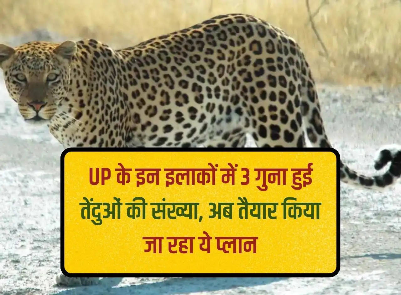 Number of leopards has increased 3 times in these areas of UP, now this plan is being prepared