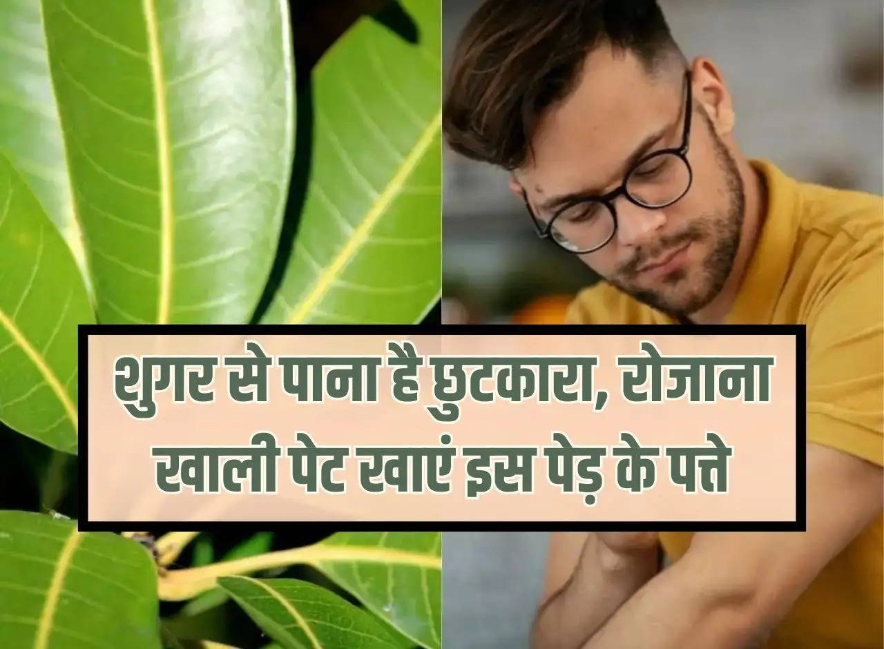 Diabetes: To get rid of sugar, eat the leaves of this tree daily on an empty stomach.