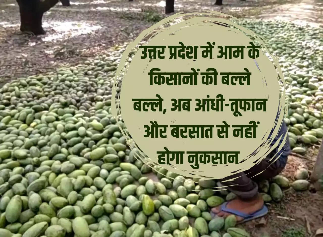 Mango farmers in Uttar Pradesh are struggling, now there will be no loss due to storm and rain