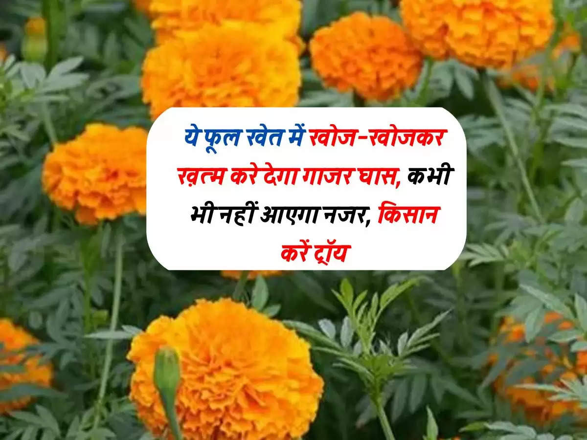 ये फूल खेत में खोज-खोजकर ख़त्म करे देगा गाजर घास, कभी भी नहीं आएगा नजर, किसान करें ट्रॉय