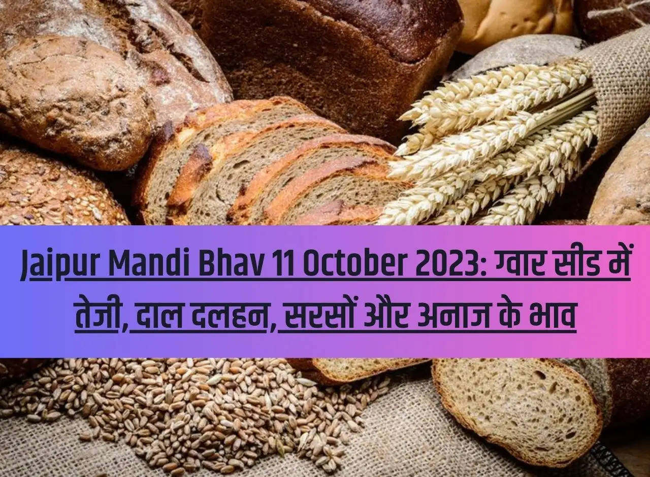 Jaipur Mandi Bhav 11 October 2023: Rise in prices of guar seed, pulses, mustard and grains