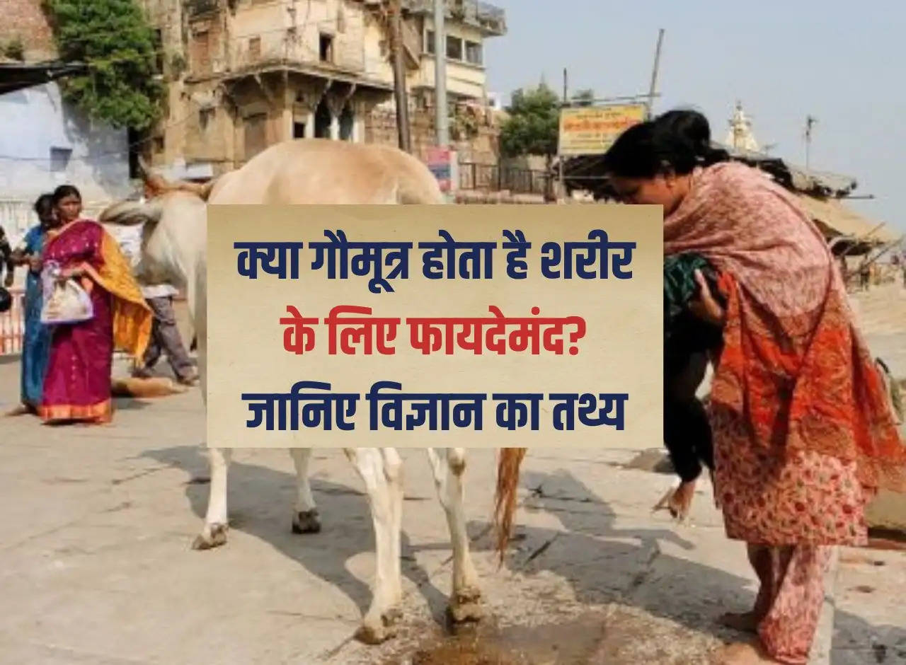 Is cow urine beneficial for the body? Know the facts of science