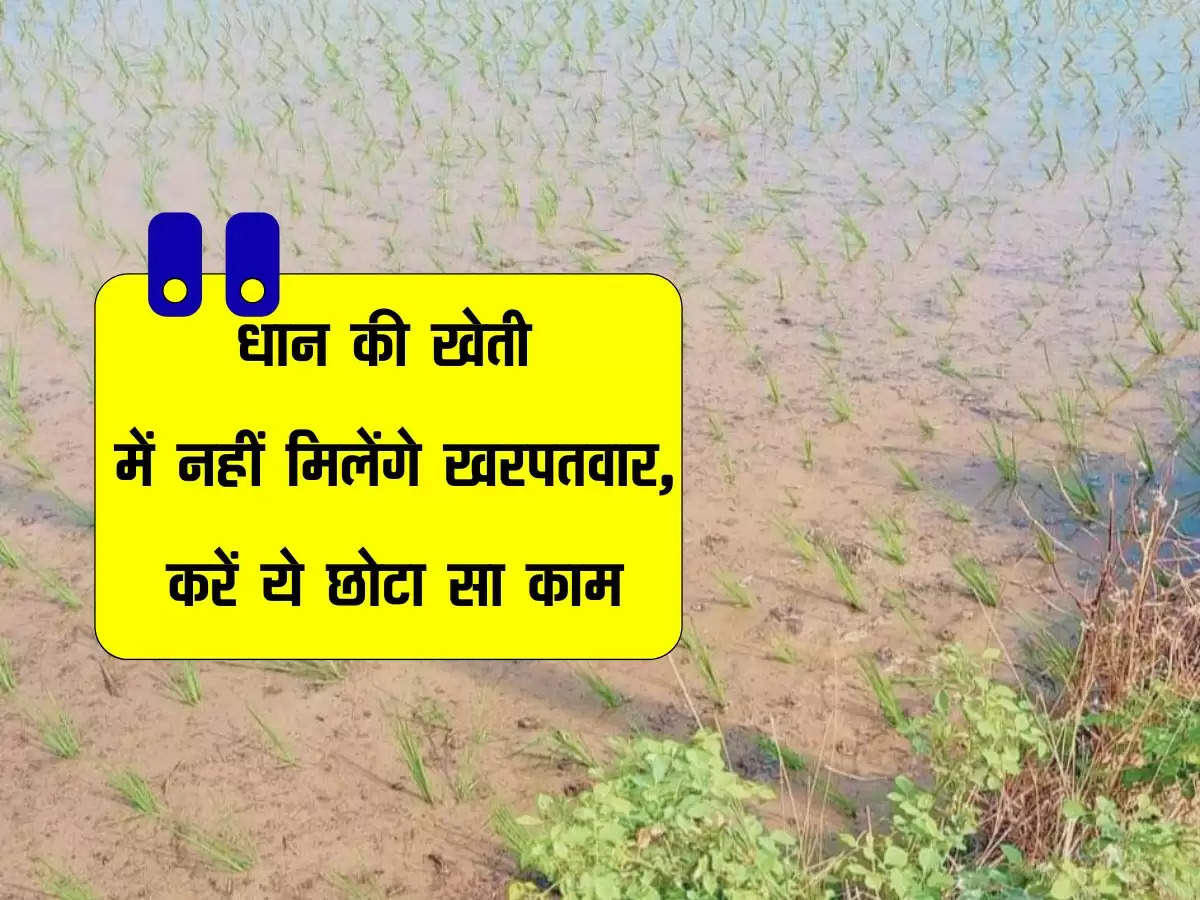 धान की खेती में ढूंढने पर भी नहीं मिलेंगे खरपतवार, रोपाई के 18 दिनों बाद करें ये छोटा सा काम