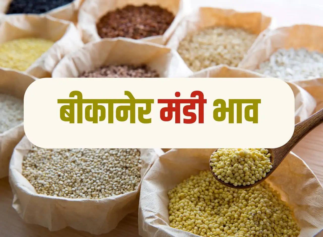 Bikaner Mandi Price 14 January 2024: Prices of Moong, Moth, Wheat, Mustard, Taramira and other crops.