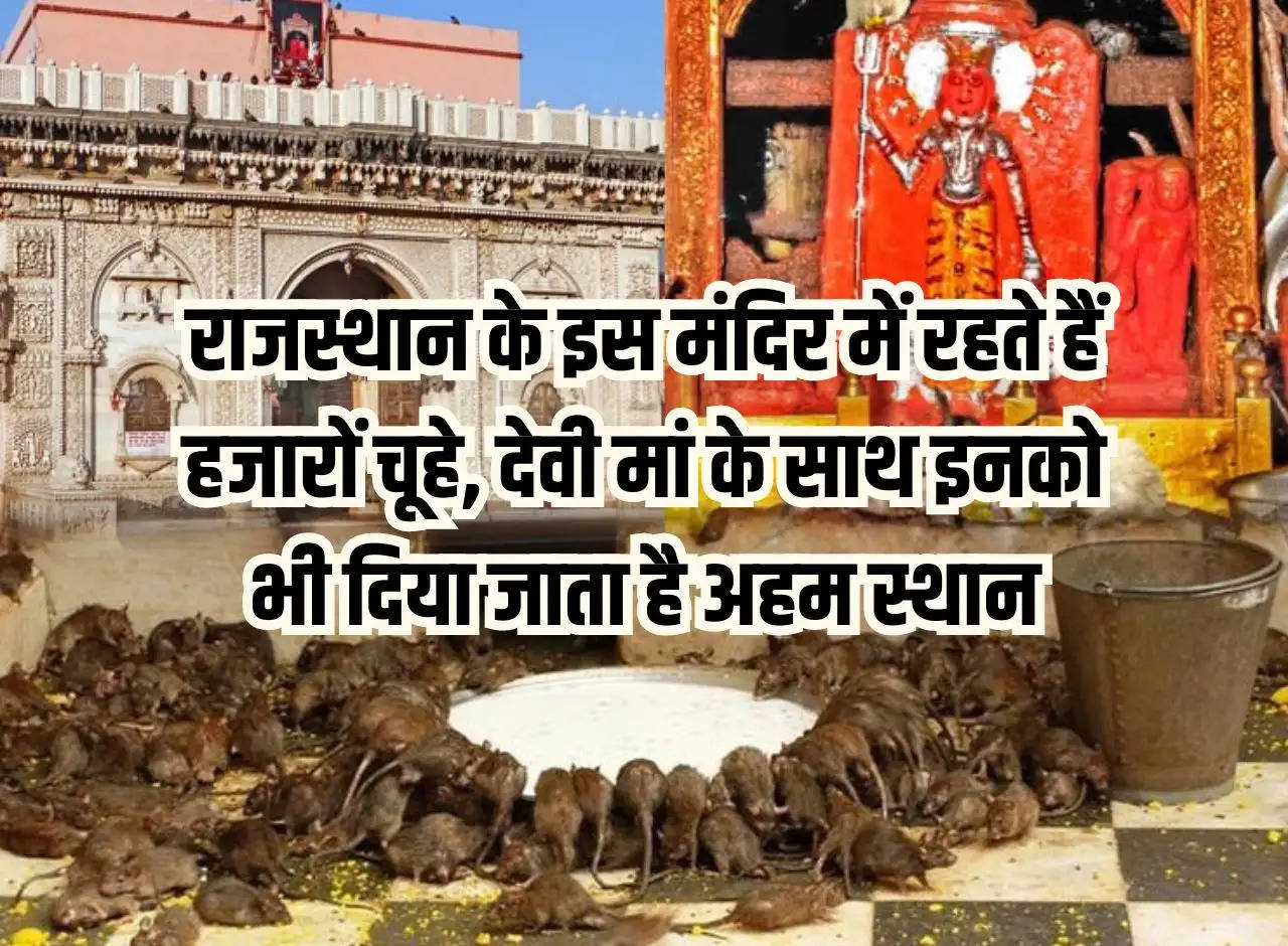 Thousands of rats live in this temple of Rajasthan, they are also given important place along with Mother Goddess.