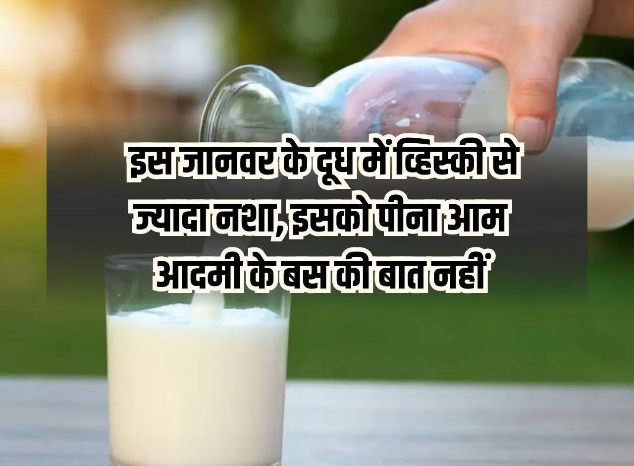 Ajab Gajab: The milk of this animal has more intoxication than whiskey, drinking it is not within the reach of a common man.