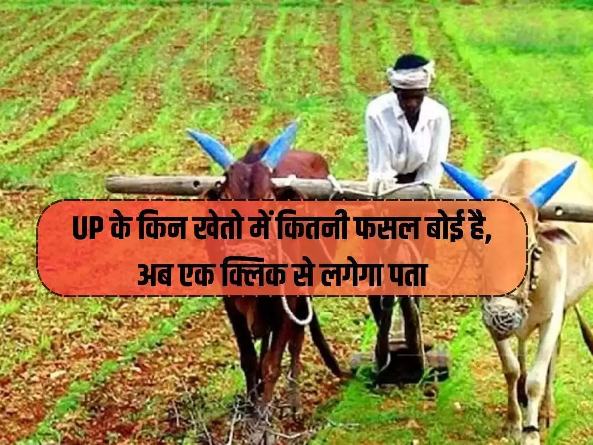 In which fields of Uttar Pradesh, how many crops have been sown, now you will know with one click