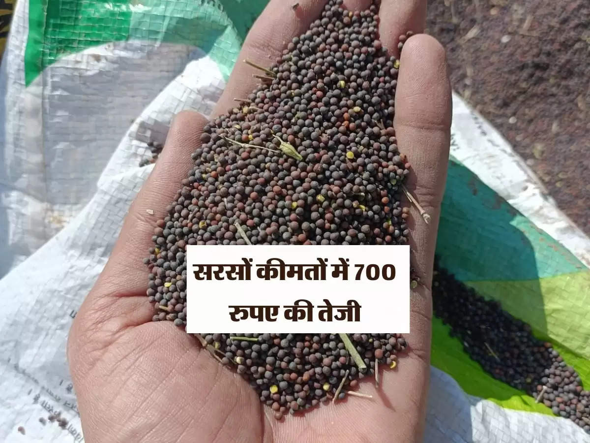 सरसों कीमतों में 700 रुपए की तेजी, एमएसपी की बजाय खुली बोली में फसल बेच रहे किसान