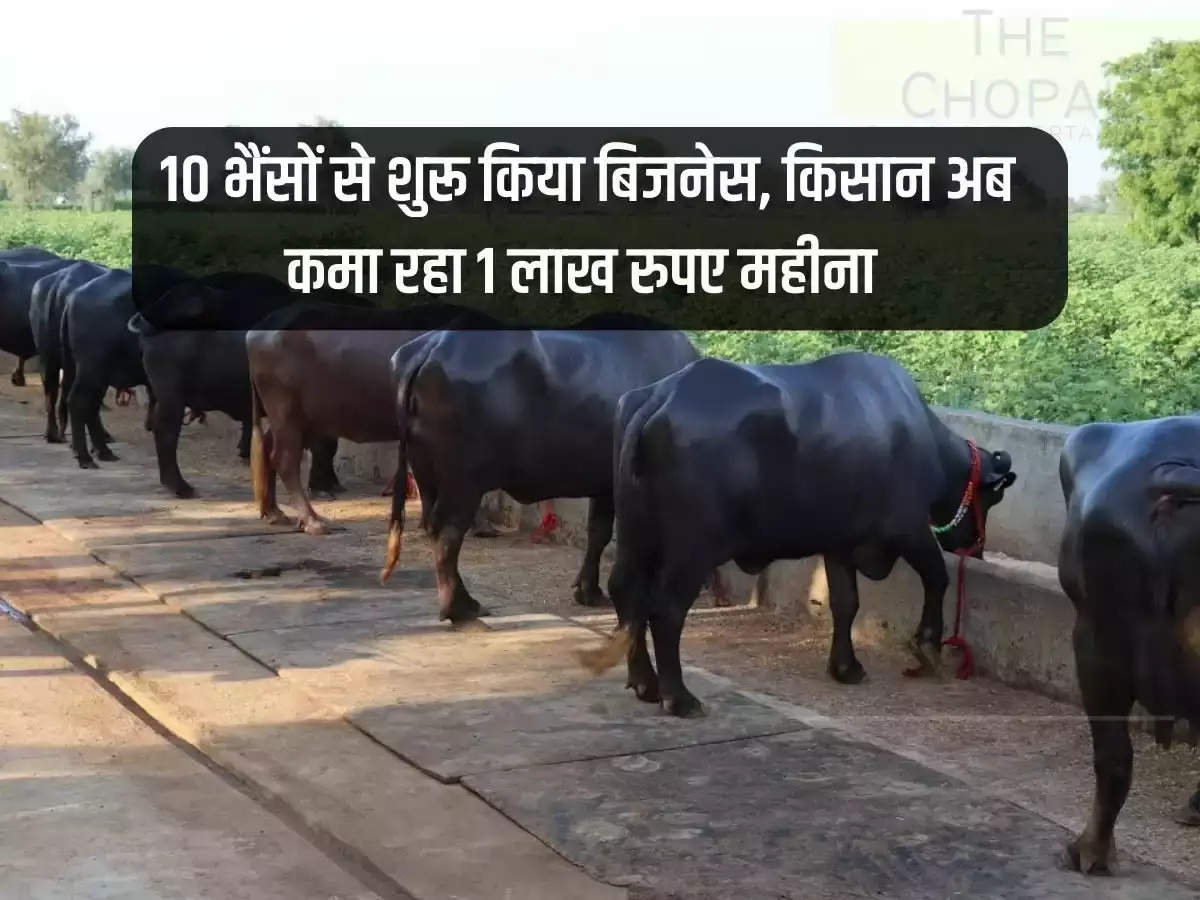 Started business with 10 buffaloes, farmer is now earning Rs 1 lakh per month