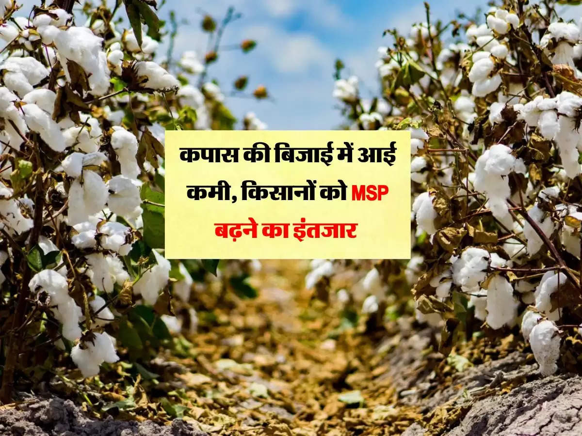 Cotton Farming: कपास की बिजाई में आई कमी, किसानों को MSP बढ़ने का इंतजार 