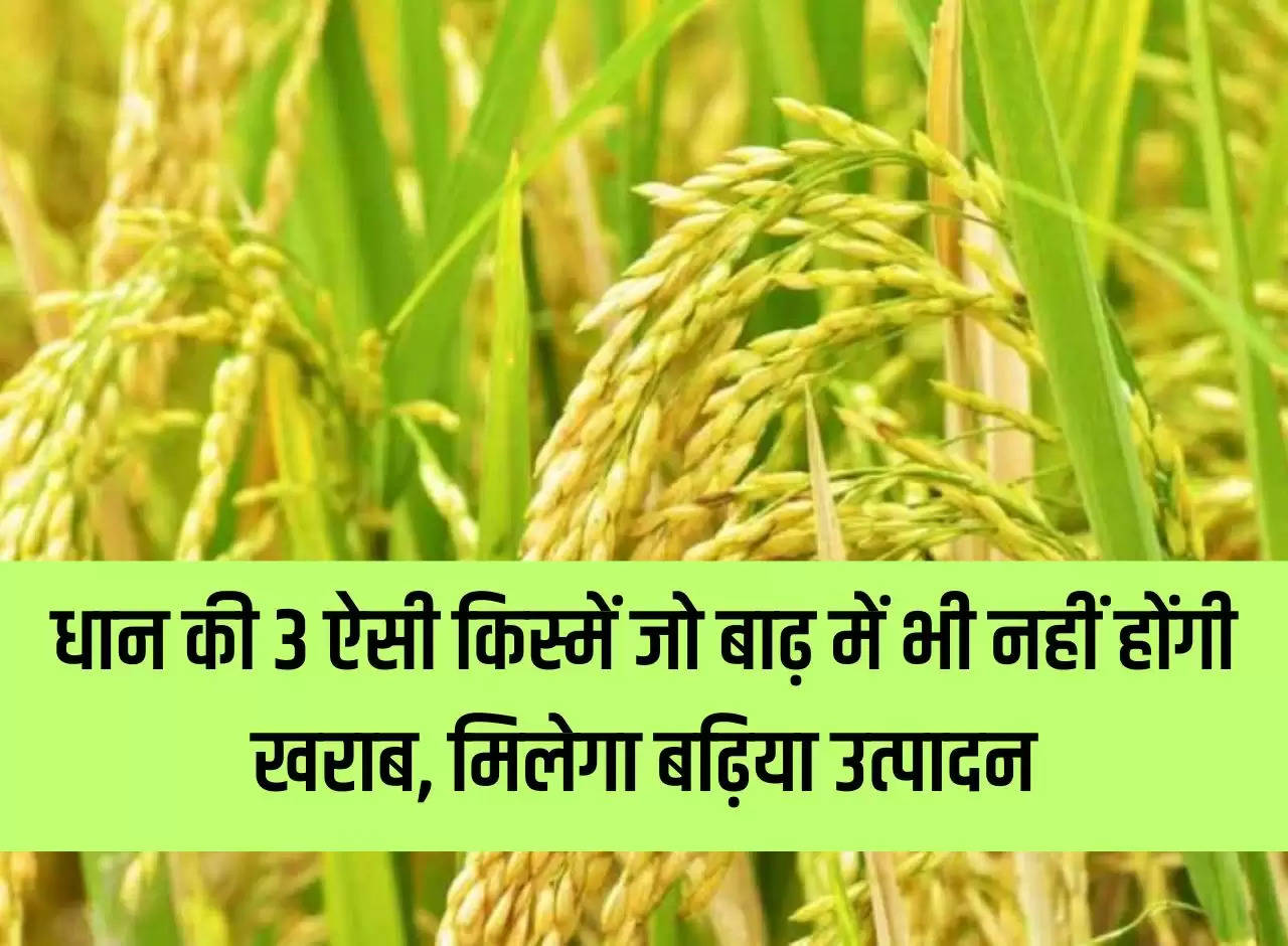 3 such varieties of paddy which will not get spoiled even in flood, will get good production