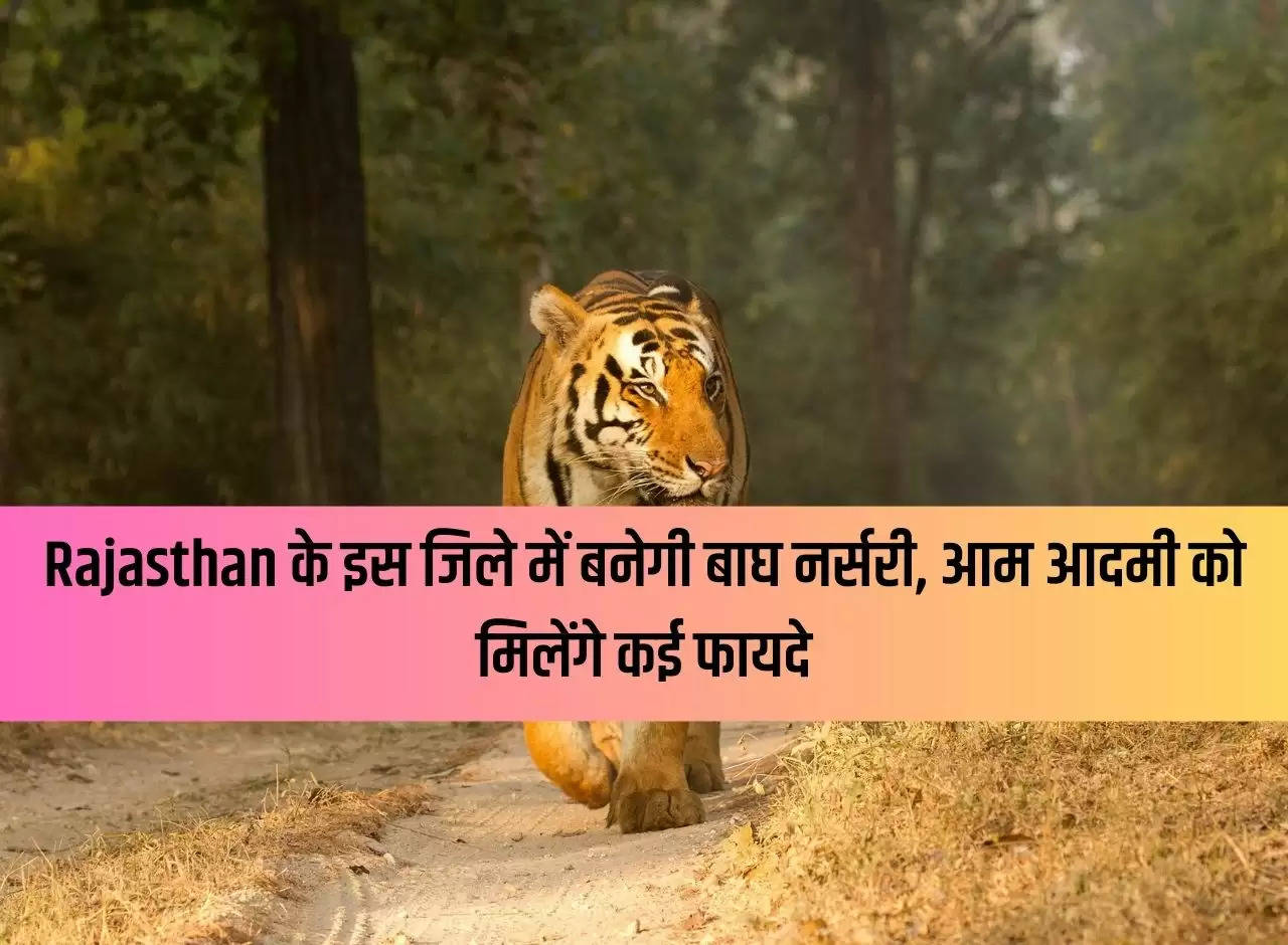 Tiger nursery will be built in this district of Rajasthan, common man will get many benefits