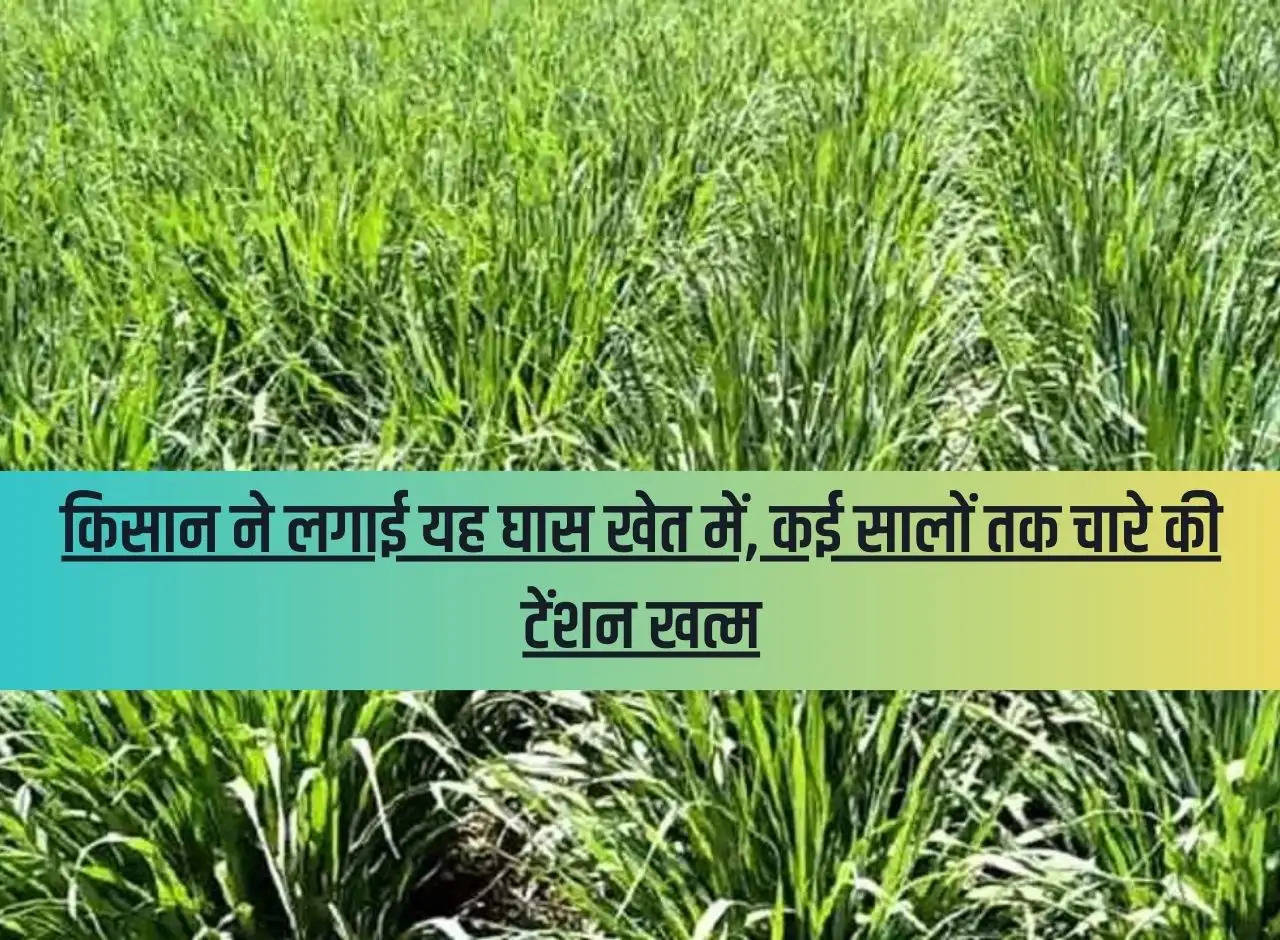 The farmer planted this grass in his field, the tension of fodder ended for many years