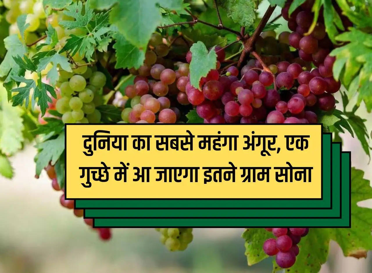 World's most expensive grape, one bunch will contain so many grams of gold