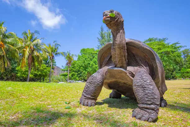 This is the world's oldest turtle, it has been alive since the time of your ancestors