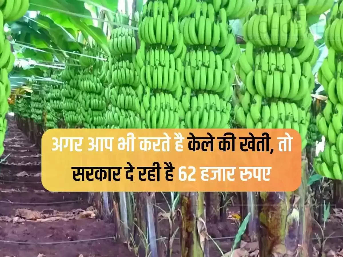 If you also do banana farming, then the government is giving 62 thousand rupees.