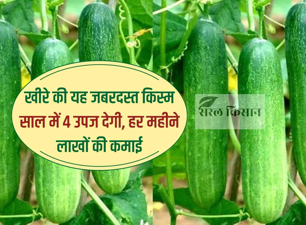 This tremendous variety of cucumber will give 4 yields in a year, earning lakhs every month.