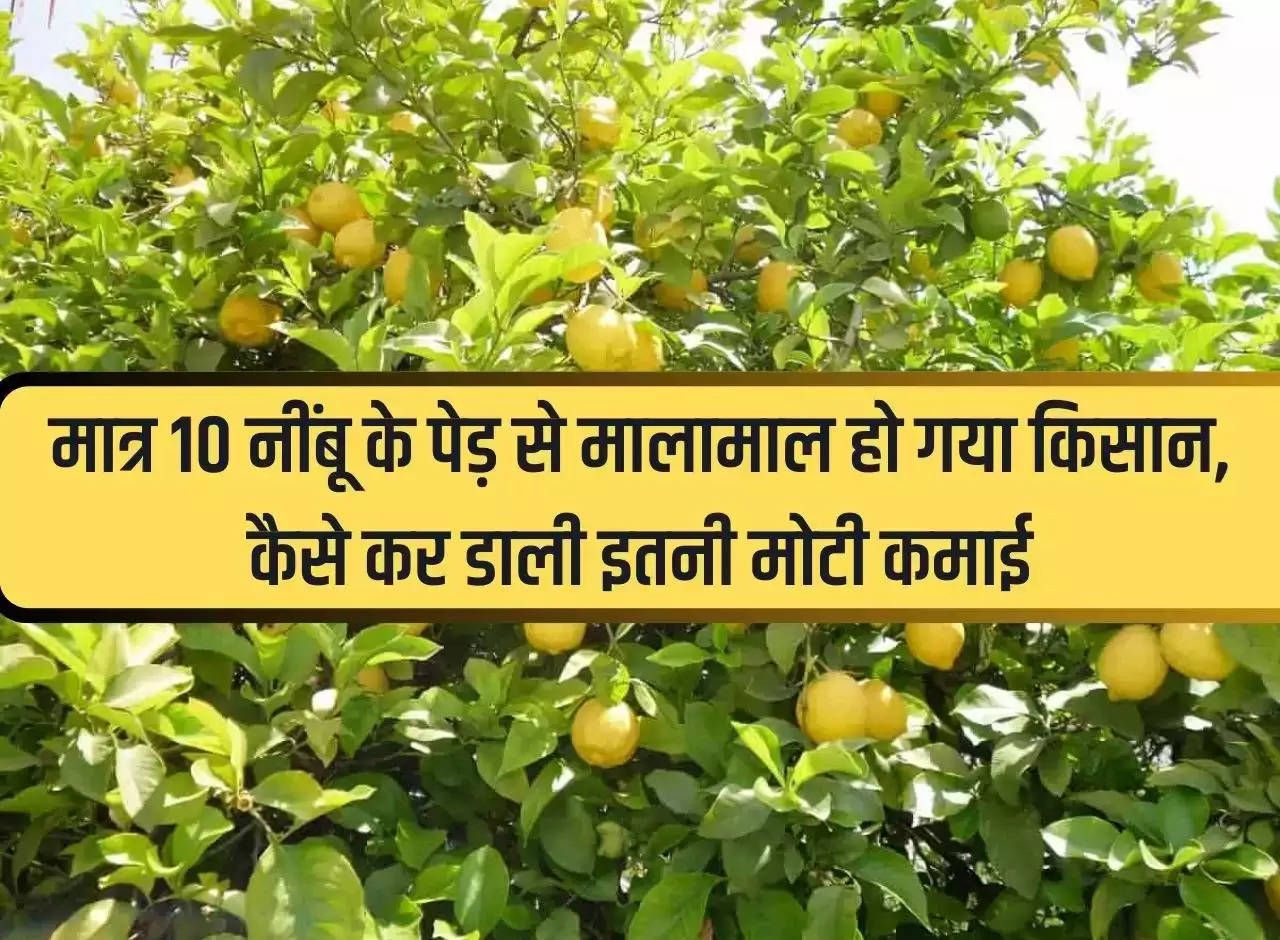 Farmer became rich with just 10 lemon trees, how did he earn so much money