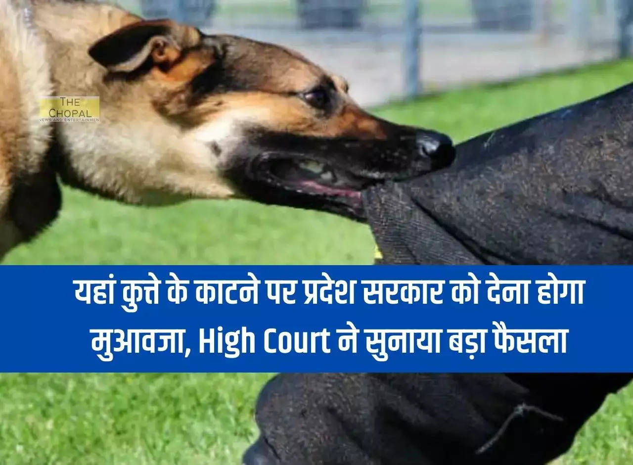 State government will have to pay compensation for dog bite here, High Court gives big decision