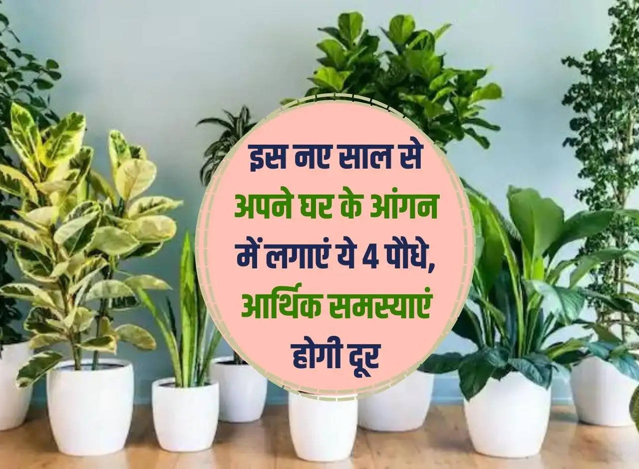 Vastu Tips: Plant these 4 plants in the courtyard of your house from this New Year, financial problems will go away.