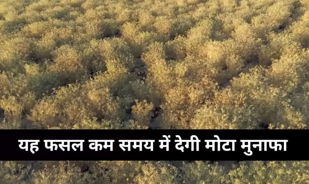 jeere ki kheti 